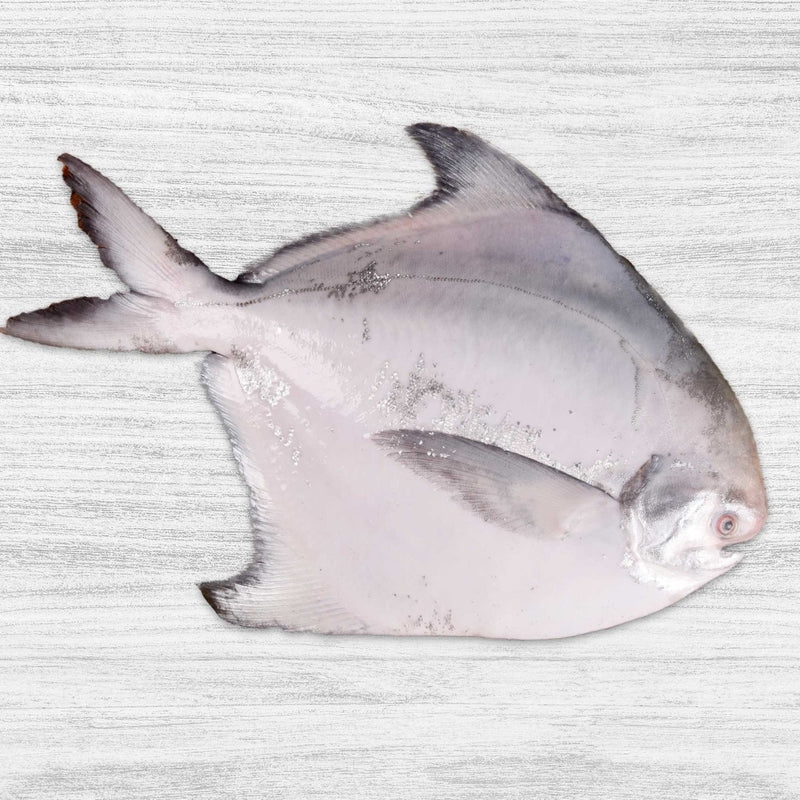 Pomfret Deluxe Whole (500grms)