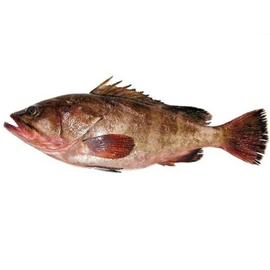 Reef Cod Whole (1kg)